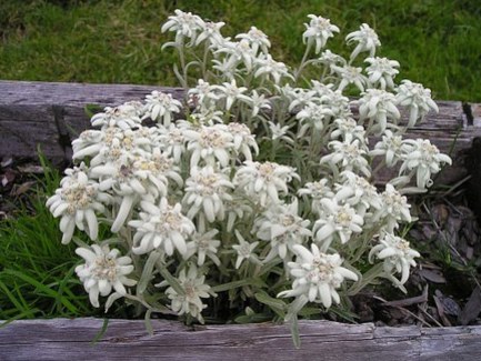 Leontopodium Edelweiss